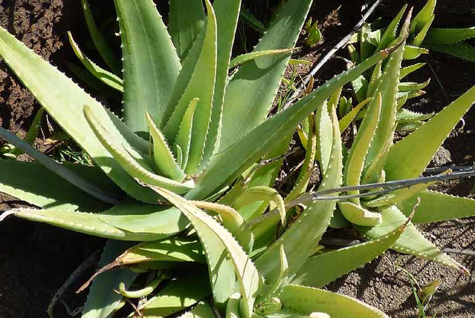 aloe vera l'entretien ultime en pot ou en pleine terre