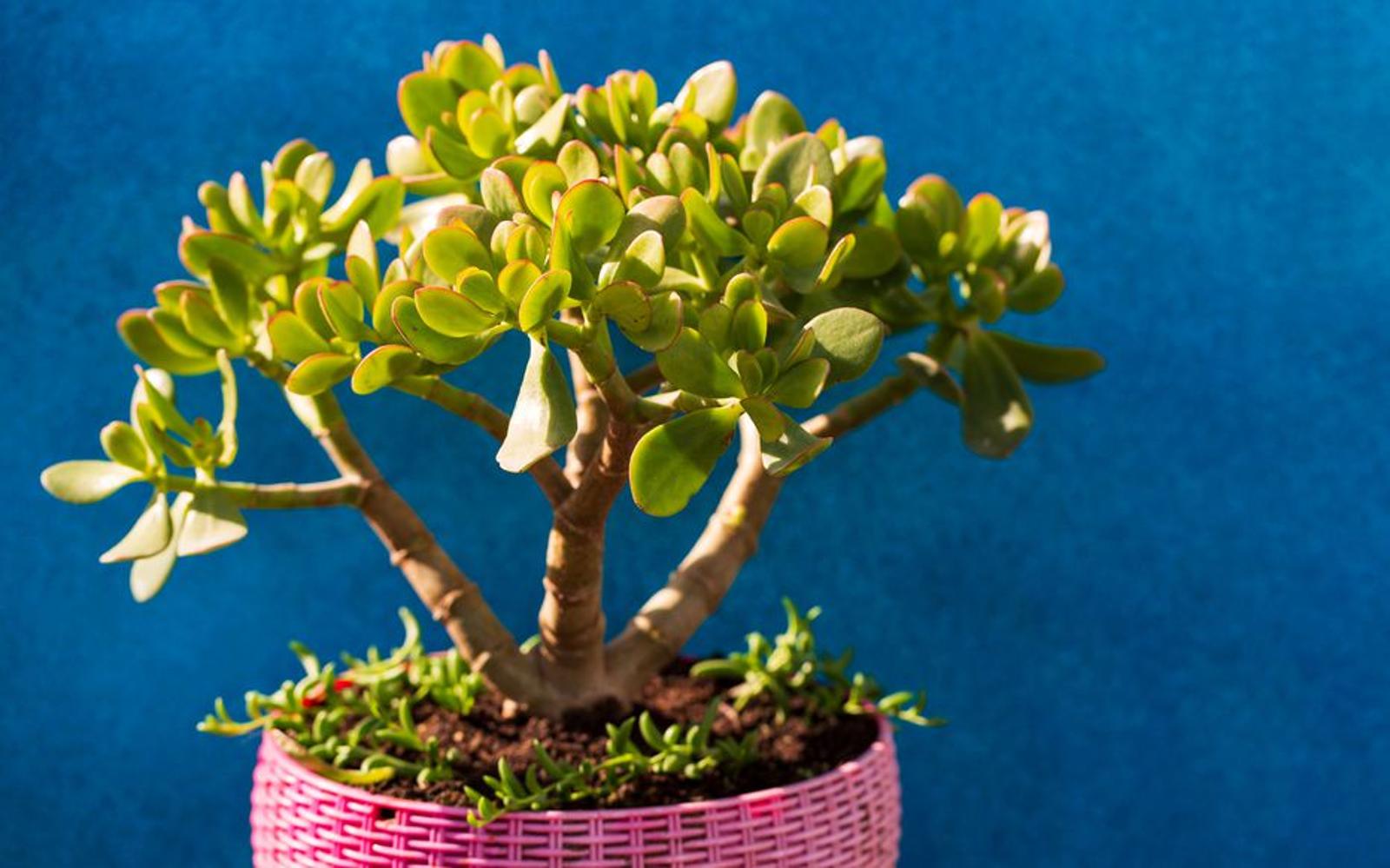 arbre de jade