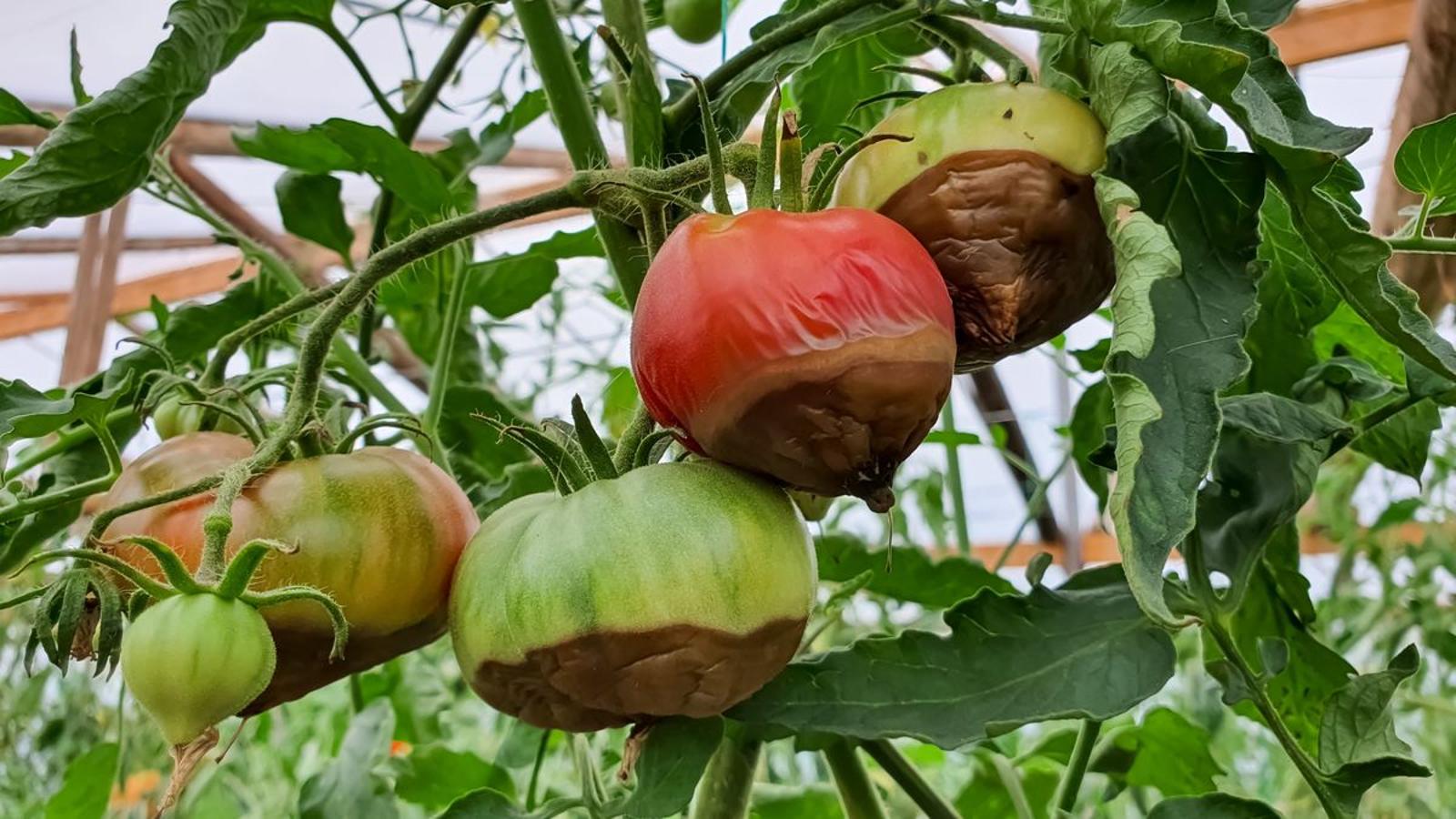 cul noir de la tomate