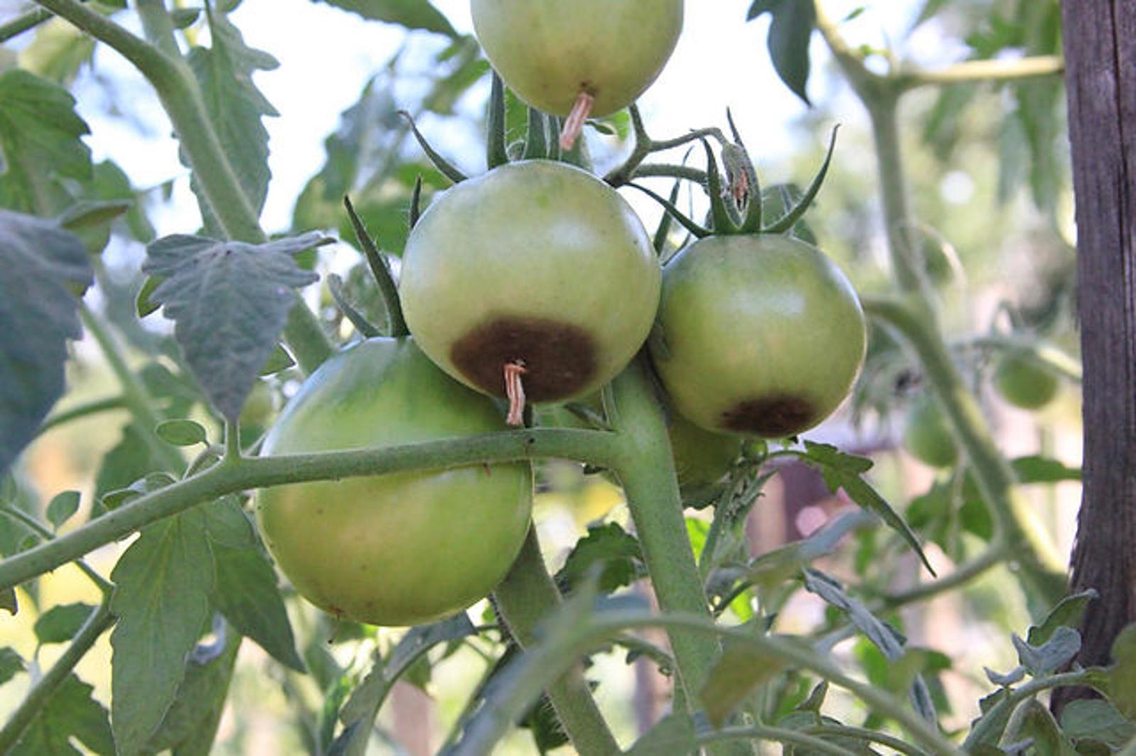 cul noir de tomate