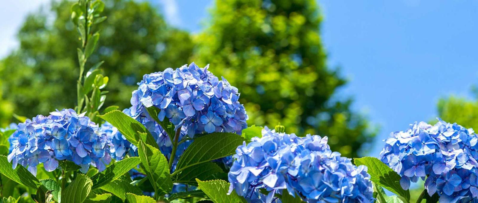 durer vos hortensias