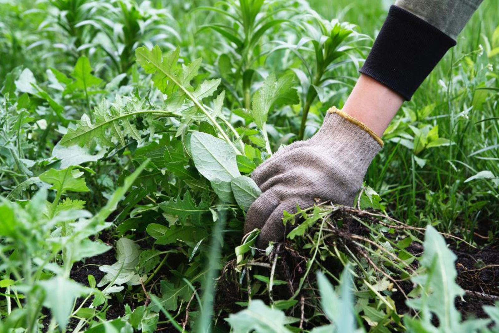 éradiquer les mauvaises herbes