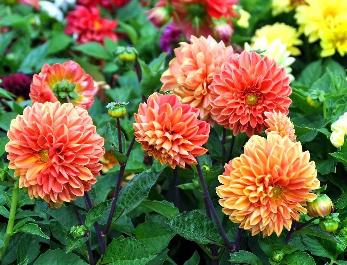 Faites vite ! Vos fleurs doivent être plantées avant octobre