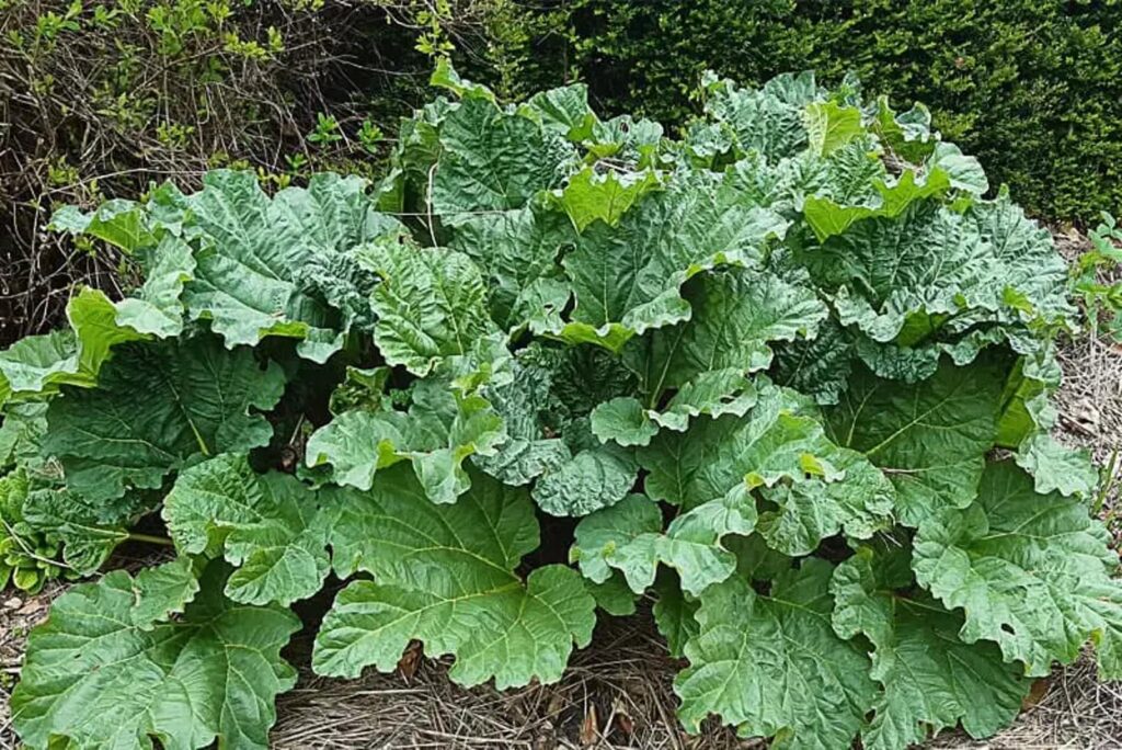 feuille de rhubarbe