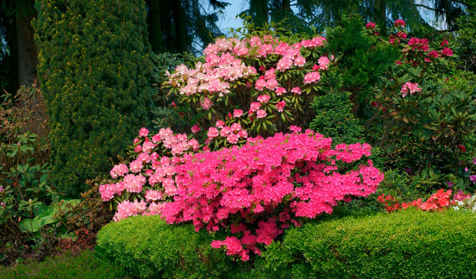 floraison continue ces 3 arbustes vous émerveilleront toute l'année