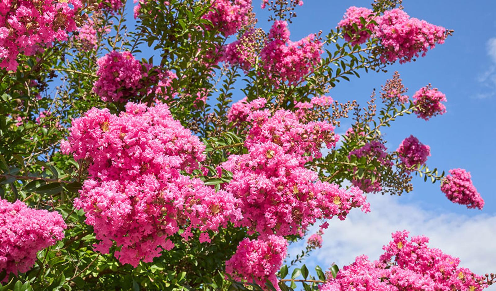 la raison alarmante derrière votre Lilas des Indes stérile