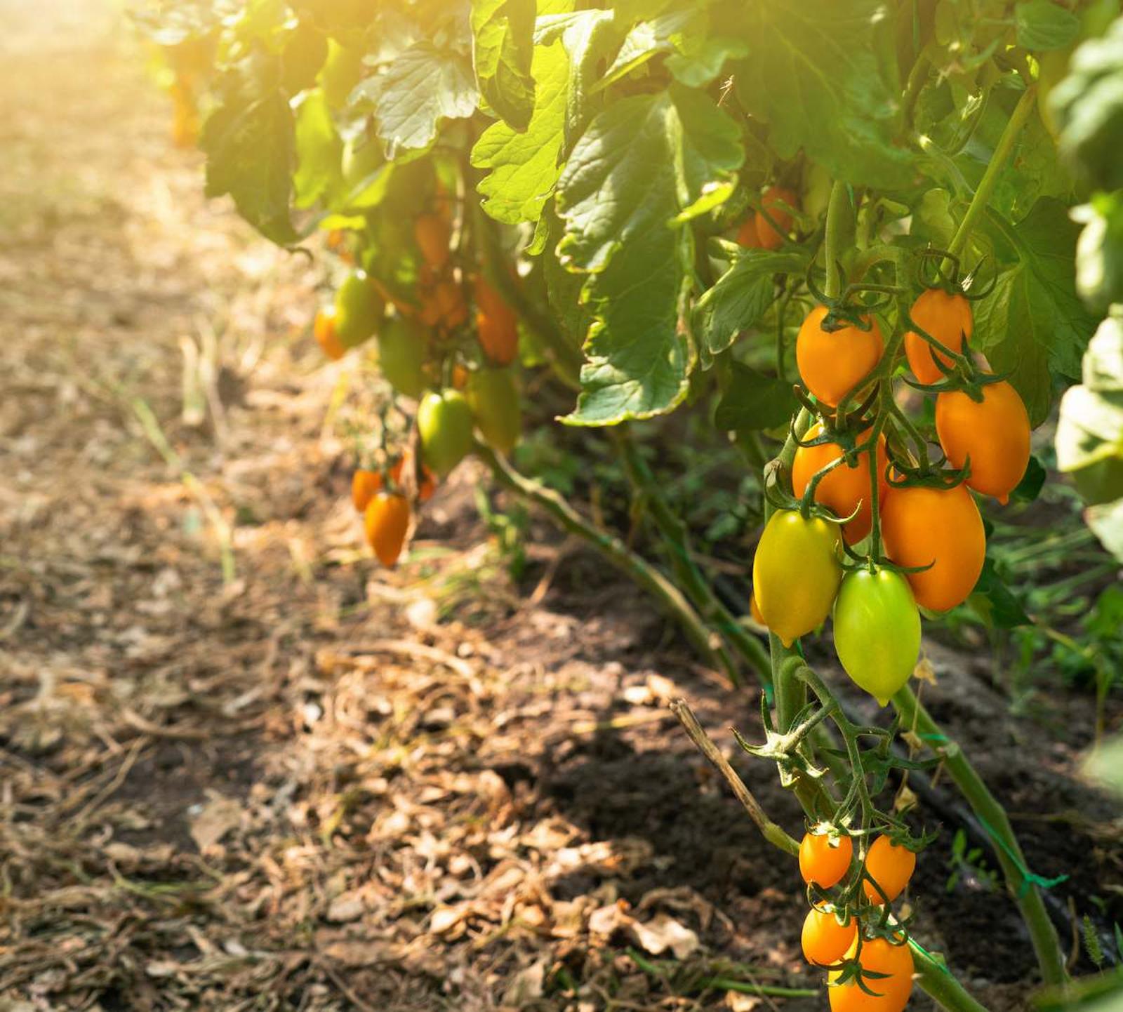 la solution naturelle pour un sol fertile l'année prochaine