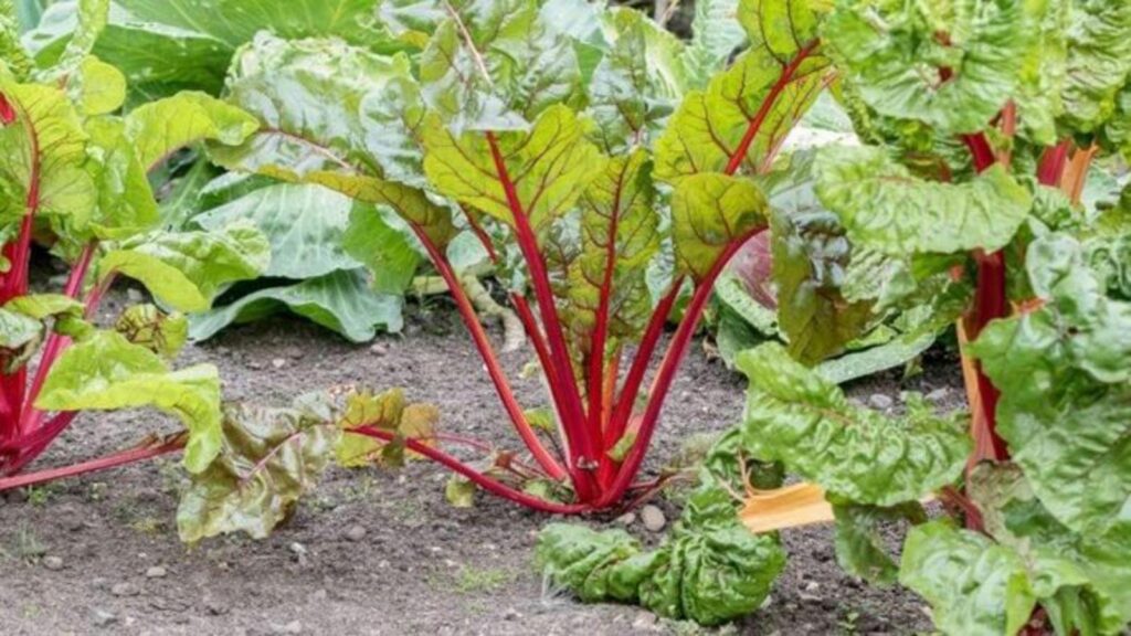 le secret pour savoir quand la rhubarbe est mûre
