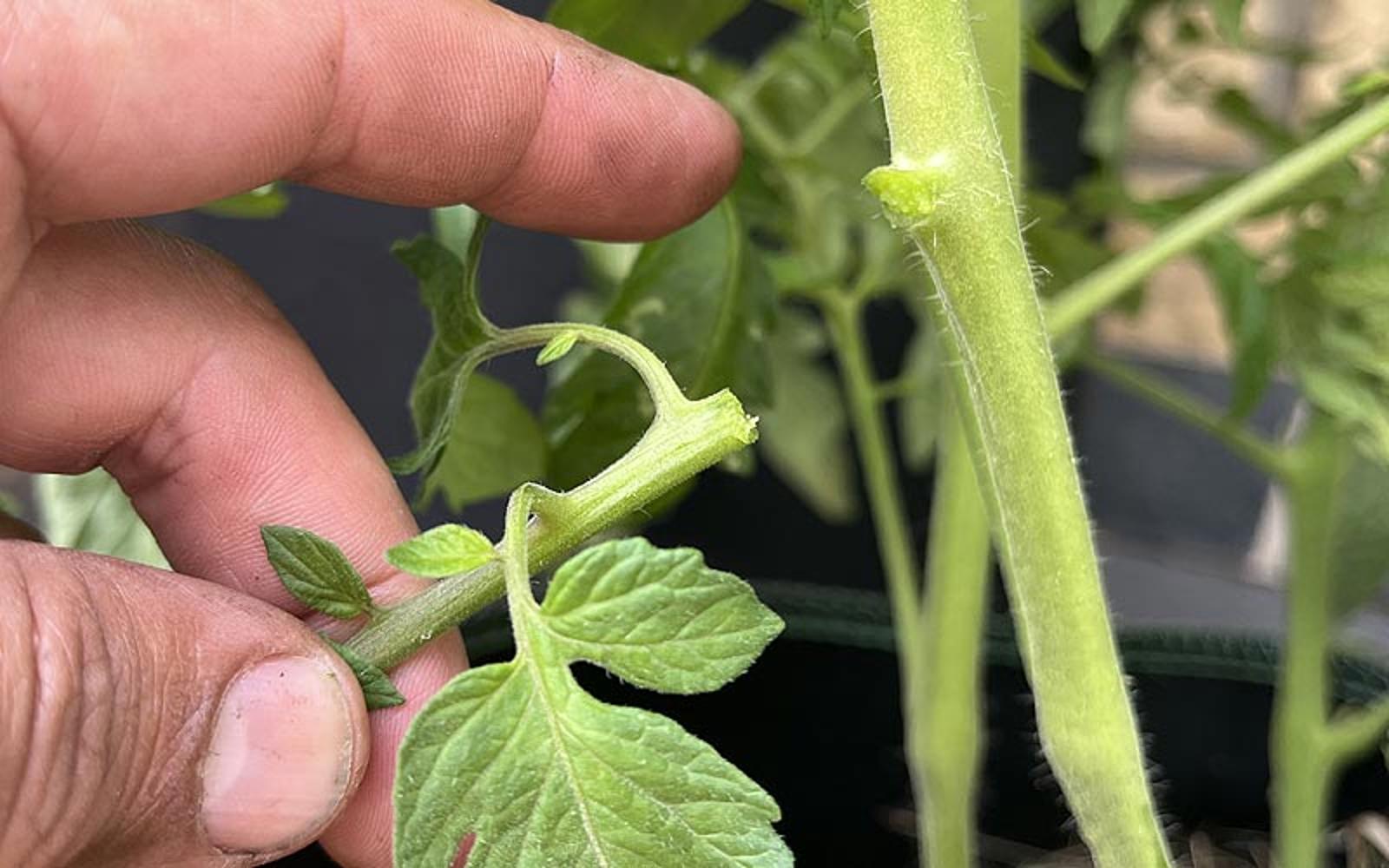 ne pas couper les feuilles de tomate