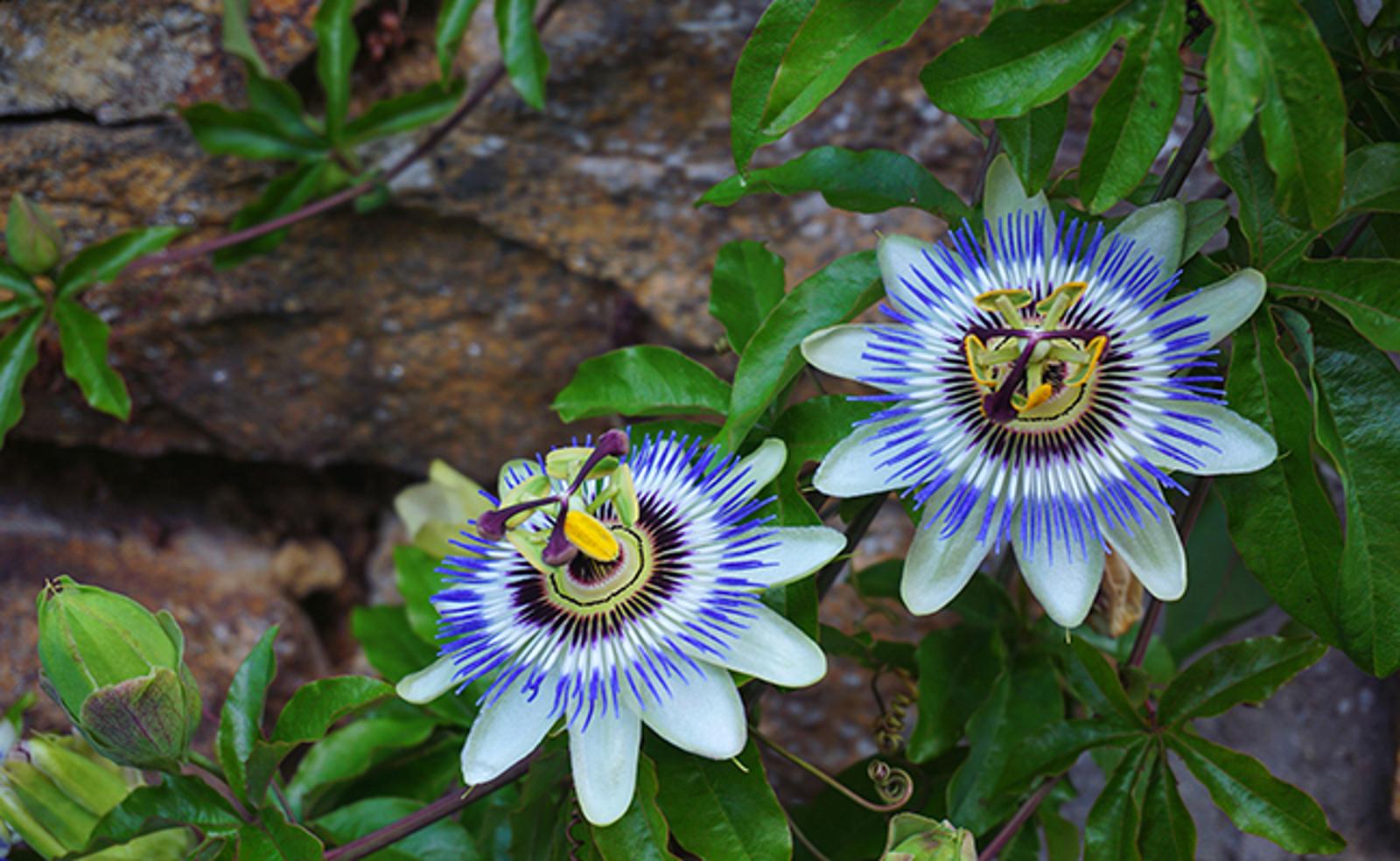 passiflores
