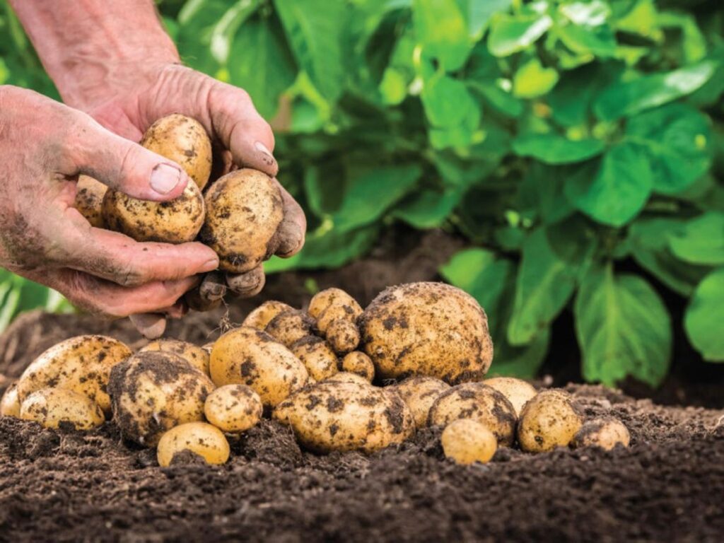 planter des pommes de terre en octobre