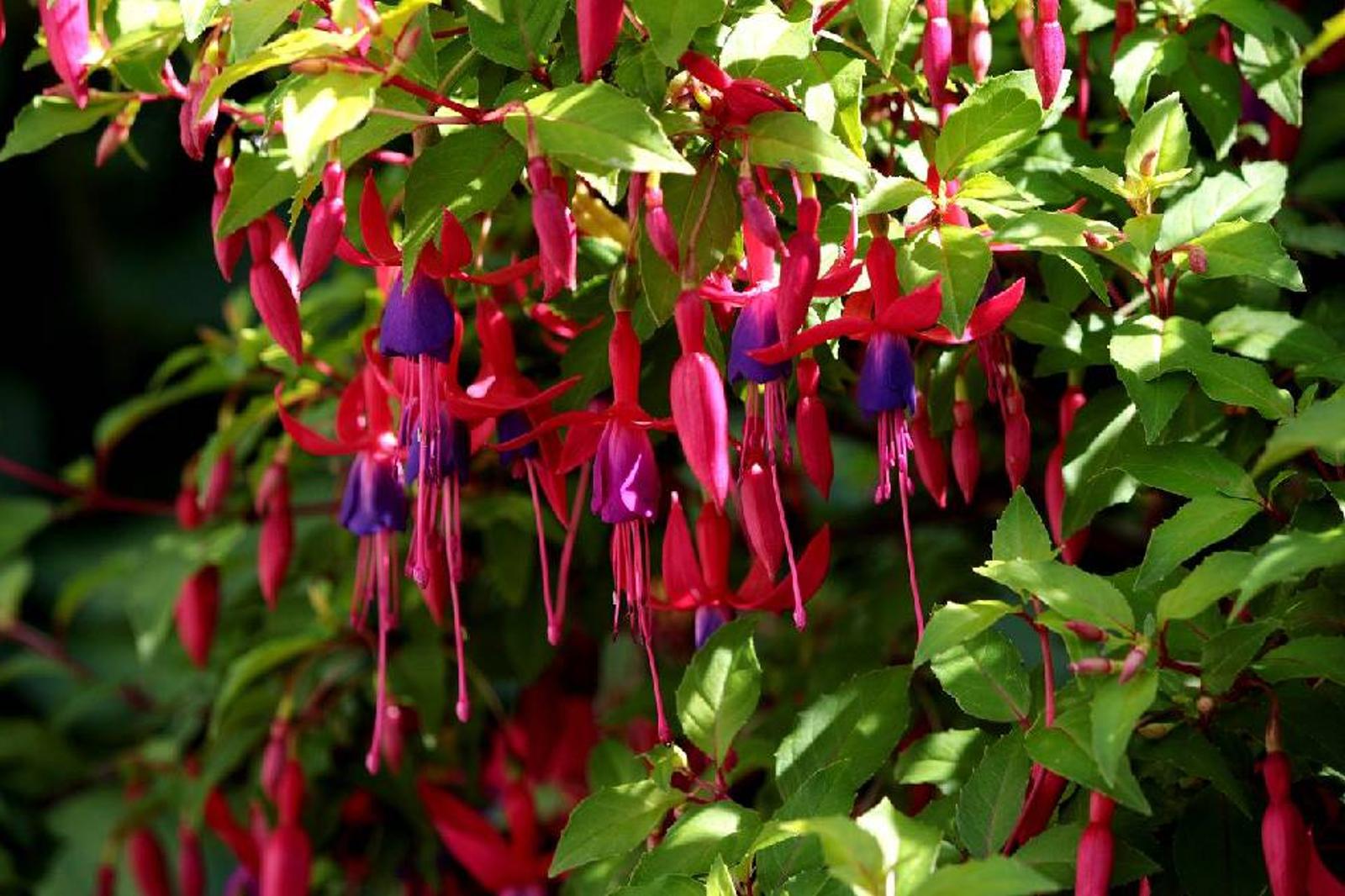 plantes qui fleurissent à l'ombre