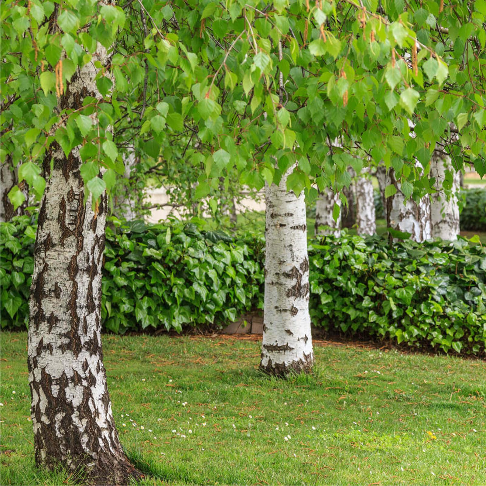 plantez ces 3 variétés d'arbuste en octobre pour un jardin éblouissant