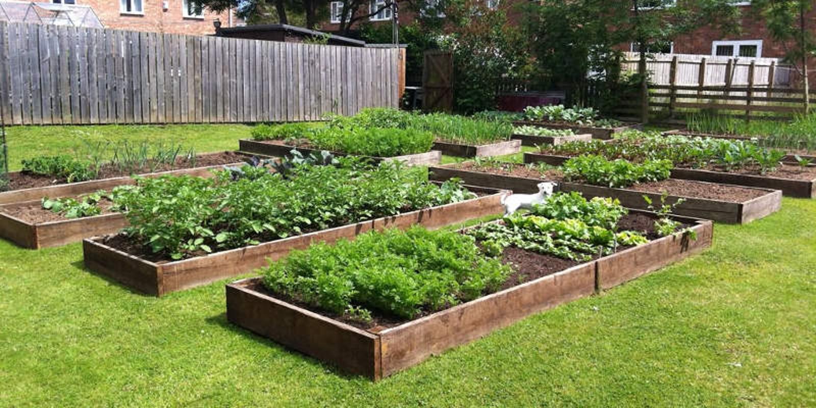 potager carre