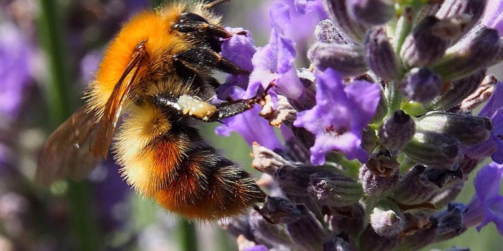 potager prospère abeille
