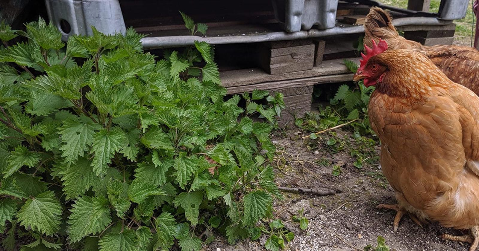 pourquoi et comment donner des orties aux poules