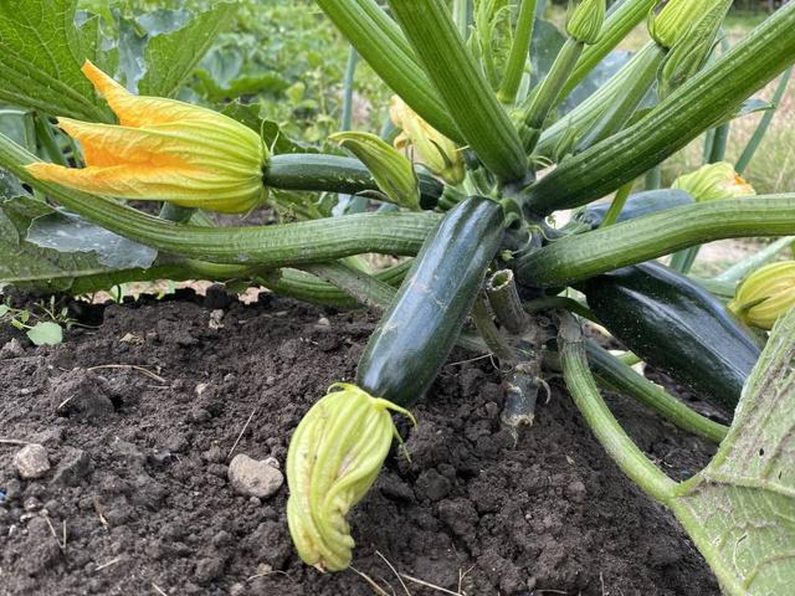 recolter des courgettes