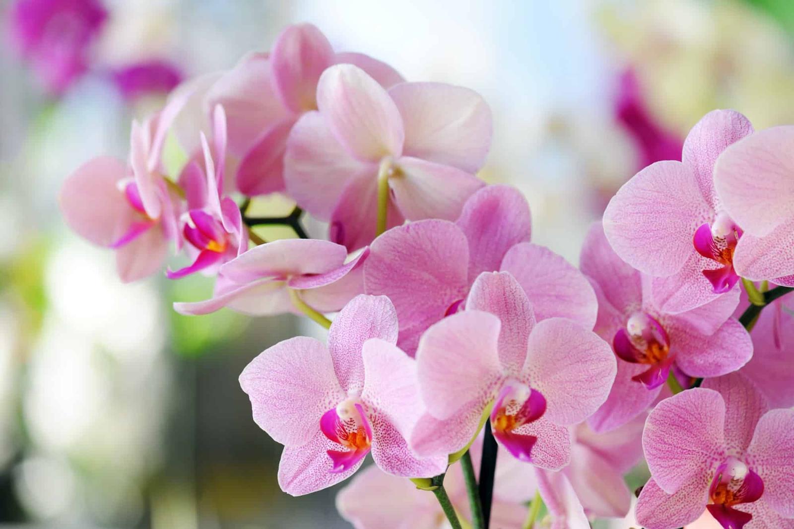 renaître votre orchidée
