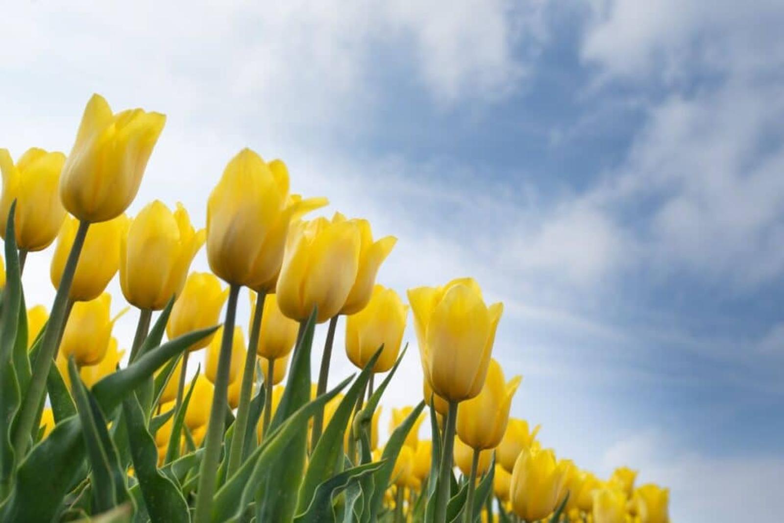 secrets pour multiplier vos tulipes