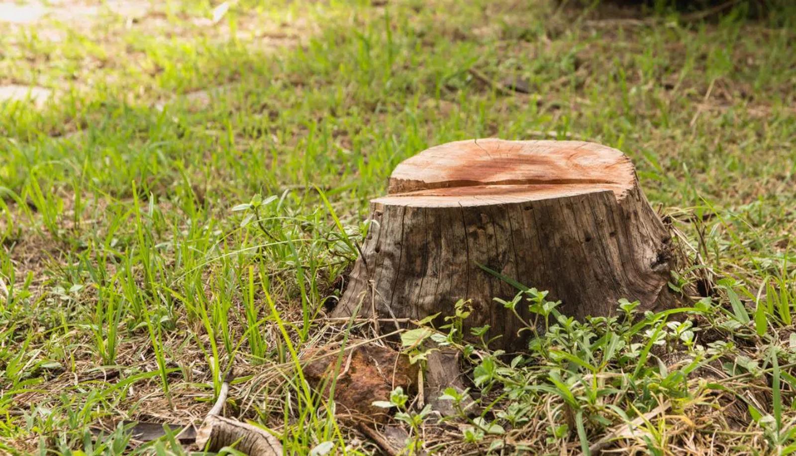 souche arbre à detruire