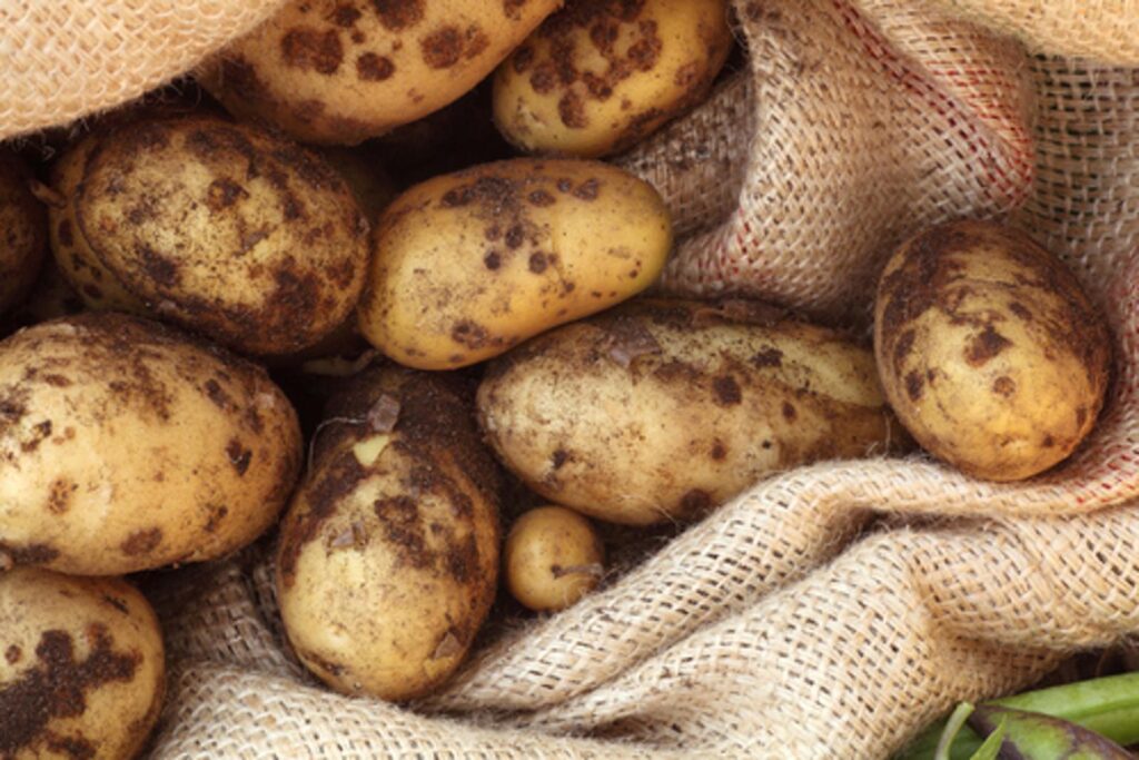 tache noire pomme de terre