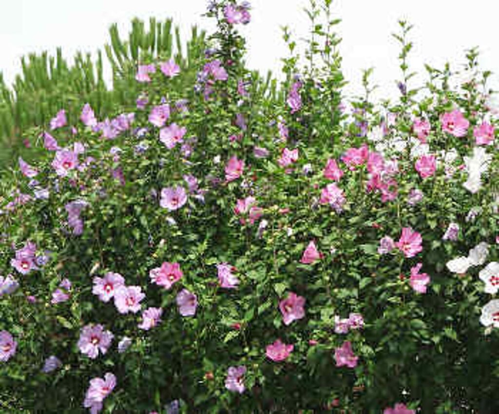 taille hibiscus