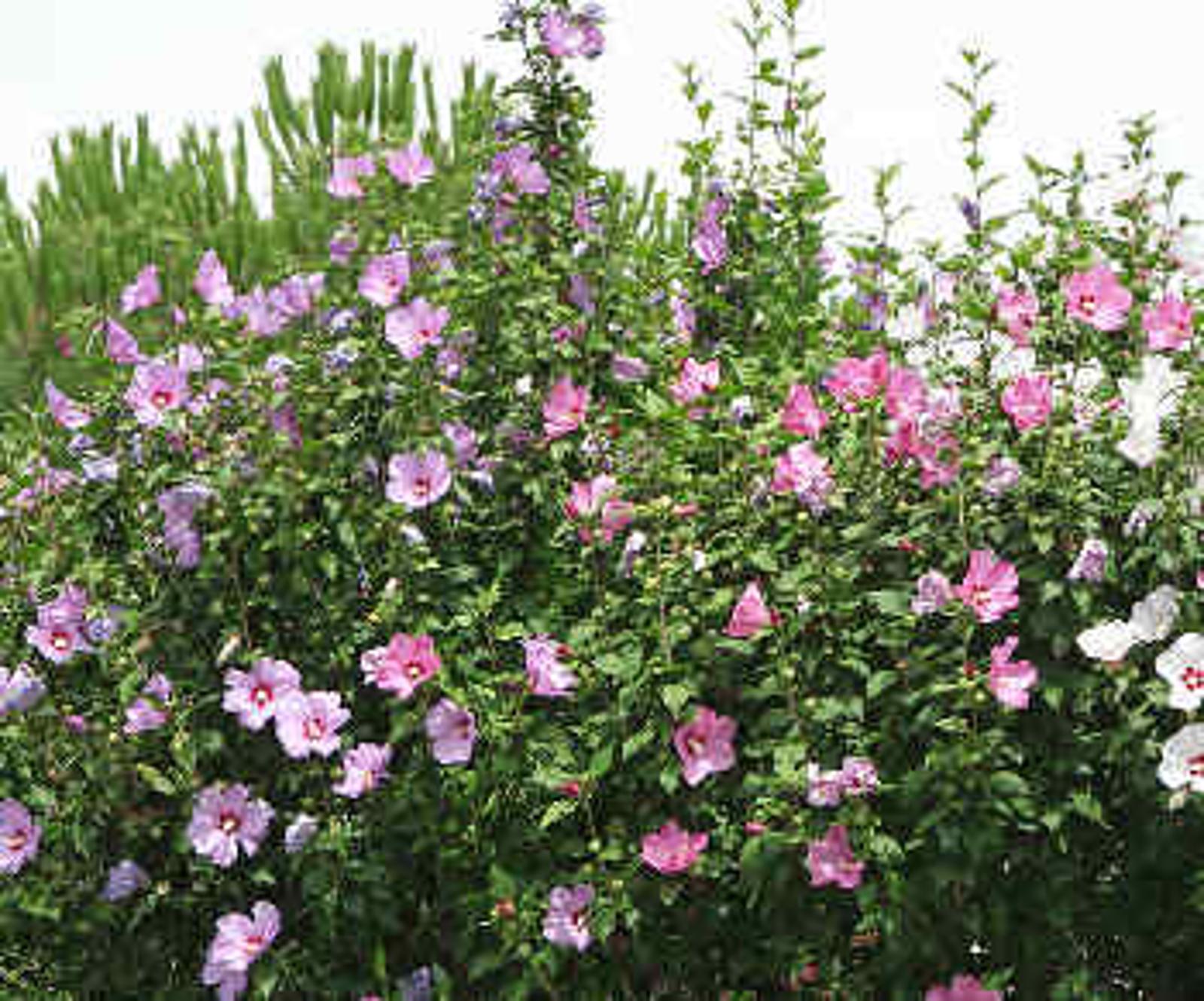 taille hibiscus
