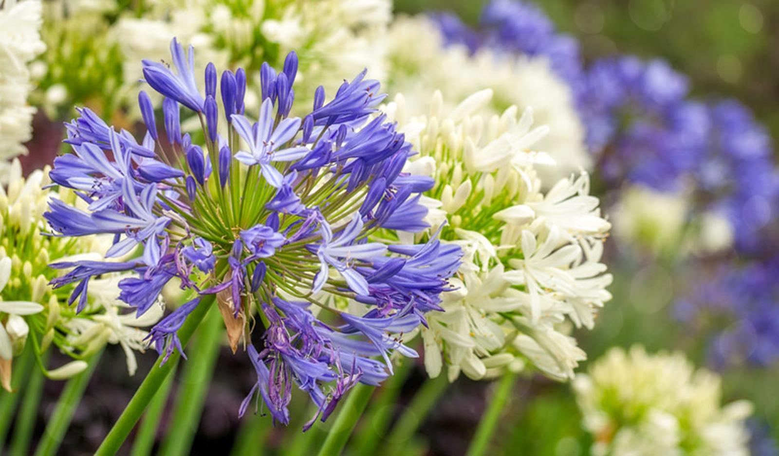 tailler agapanthes