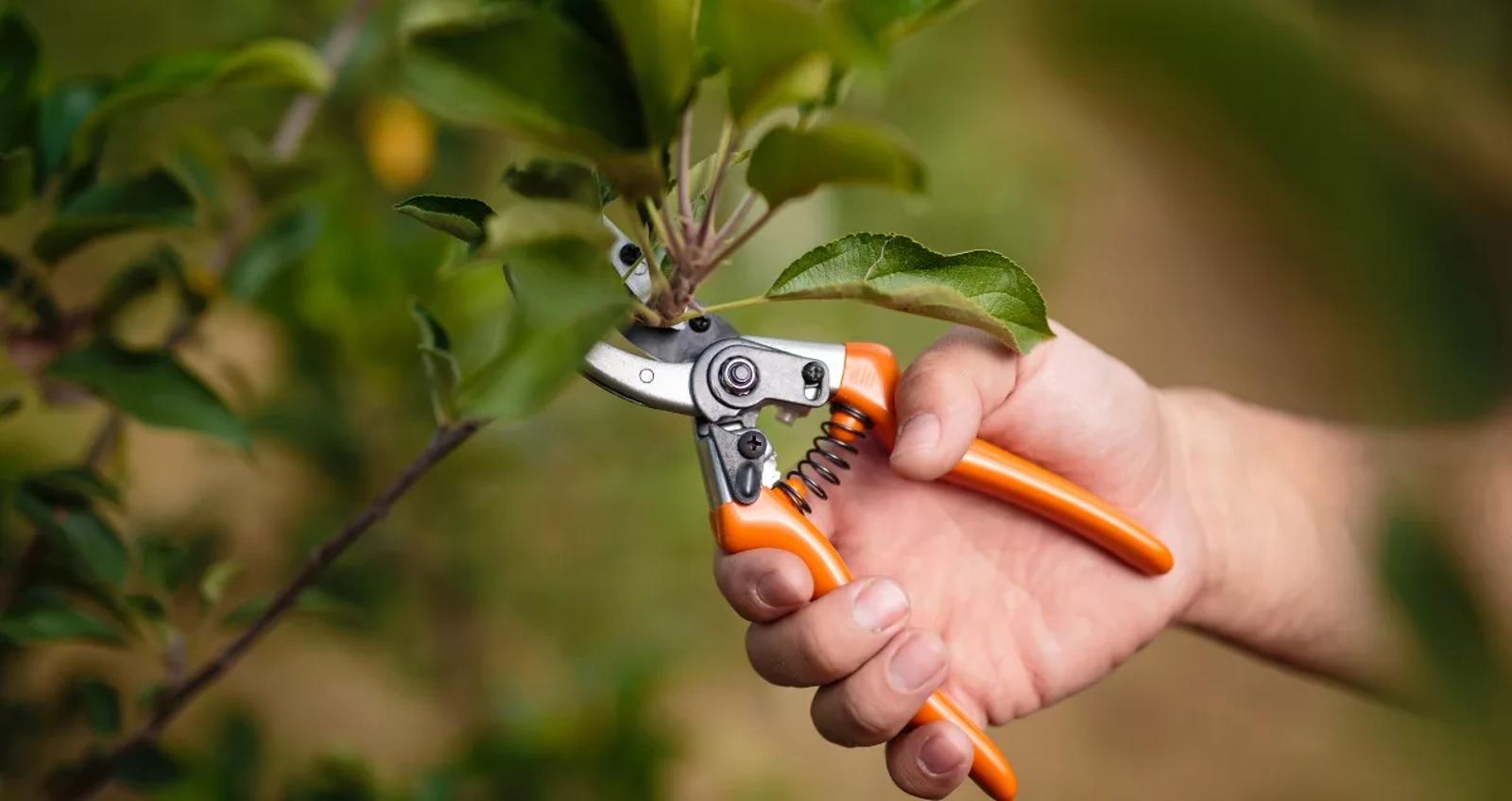 tailler vos plantes