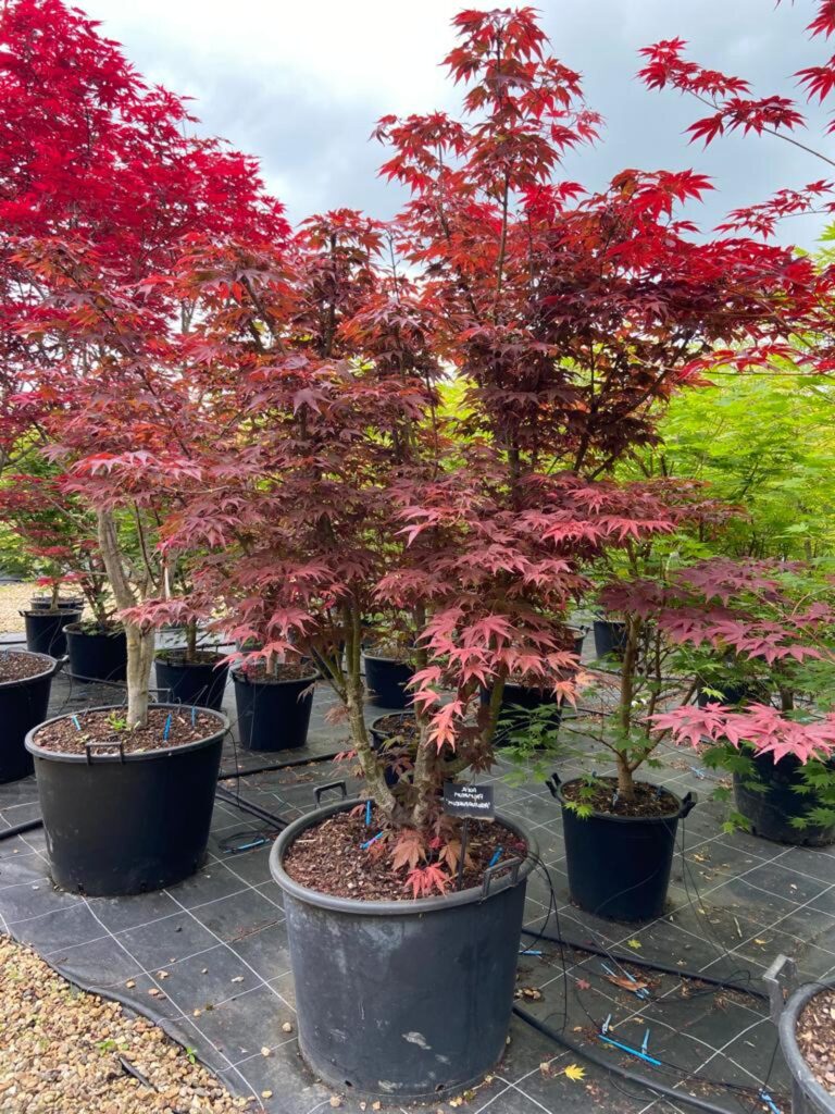 Acer palmatum