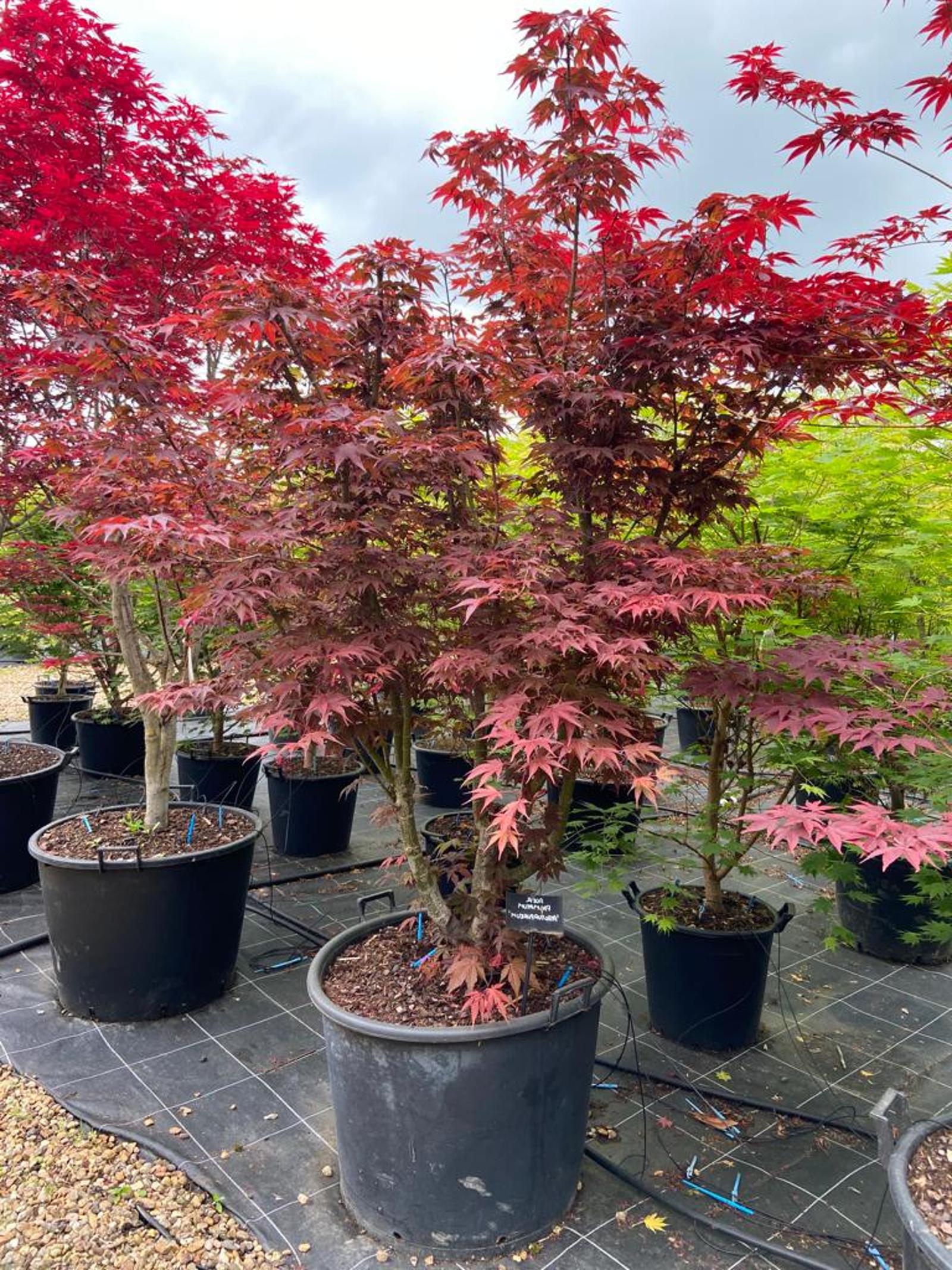Acer palmatum