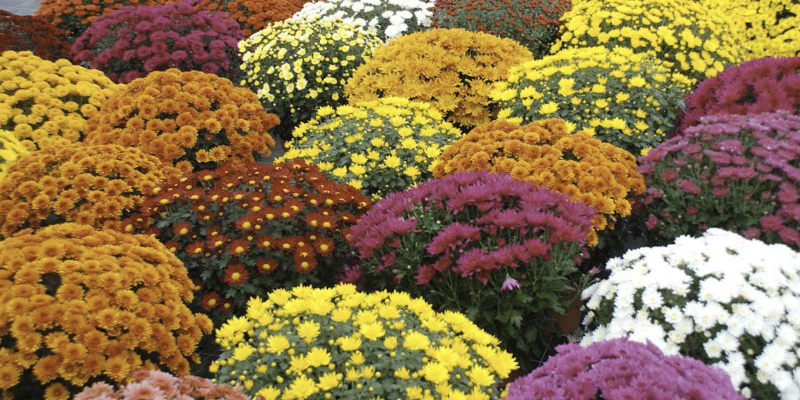 Chrysanthèmes en novembre