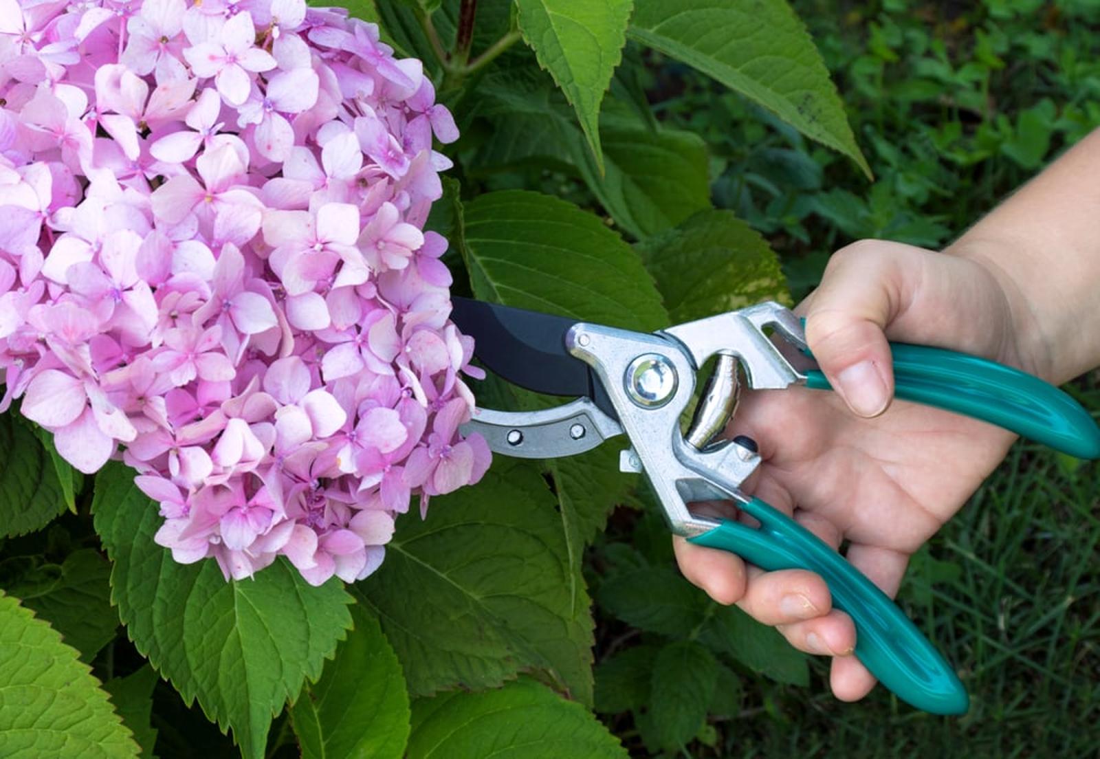 Couper les têtes d’hortensias