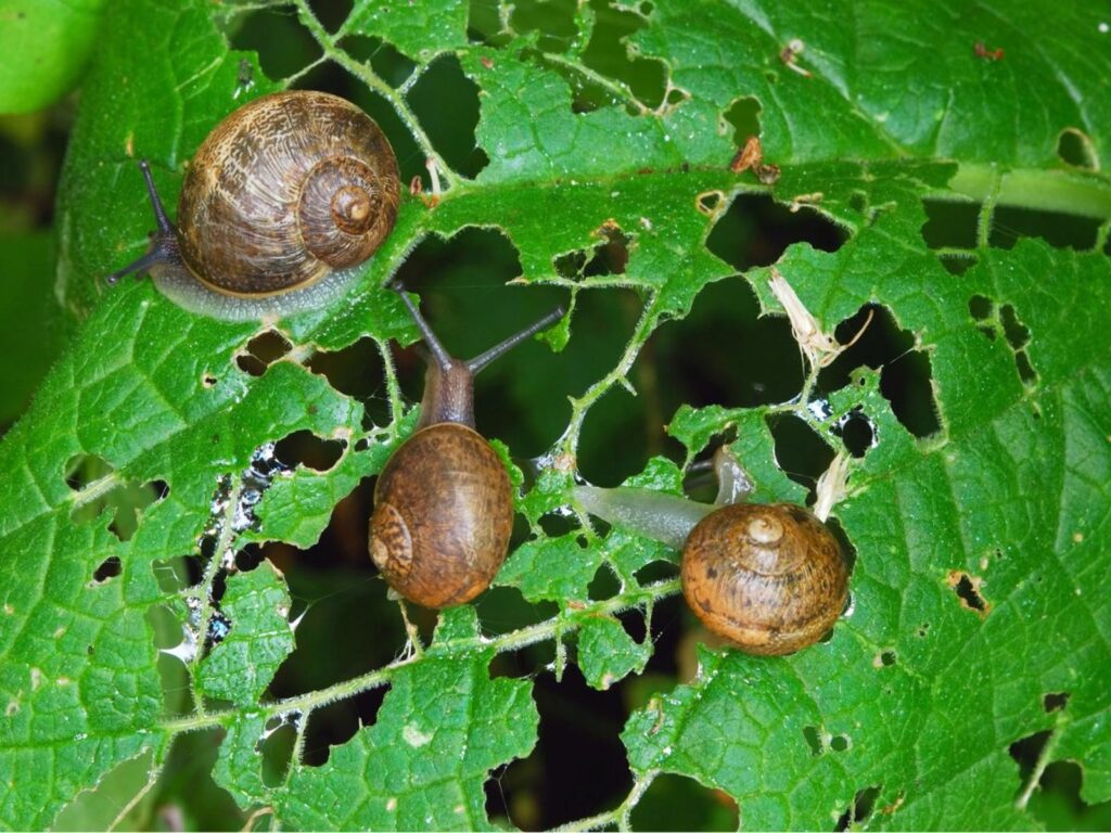 Limaces et escargots du jardin
