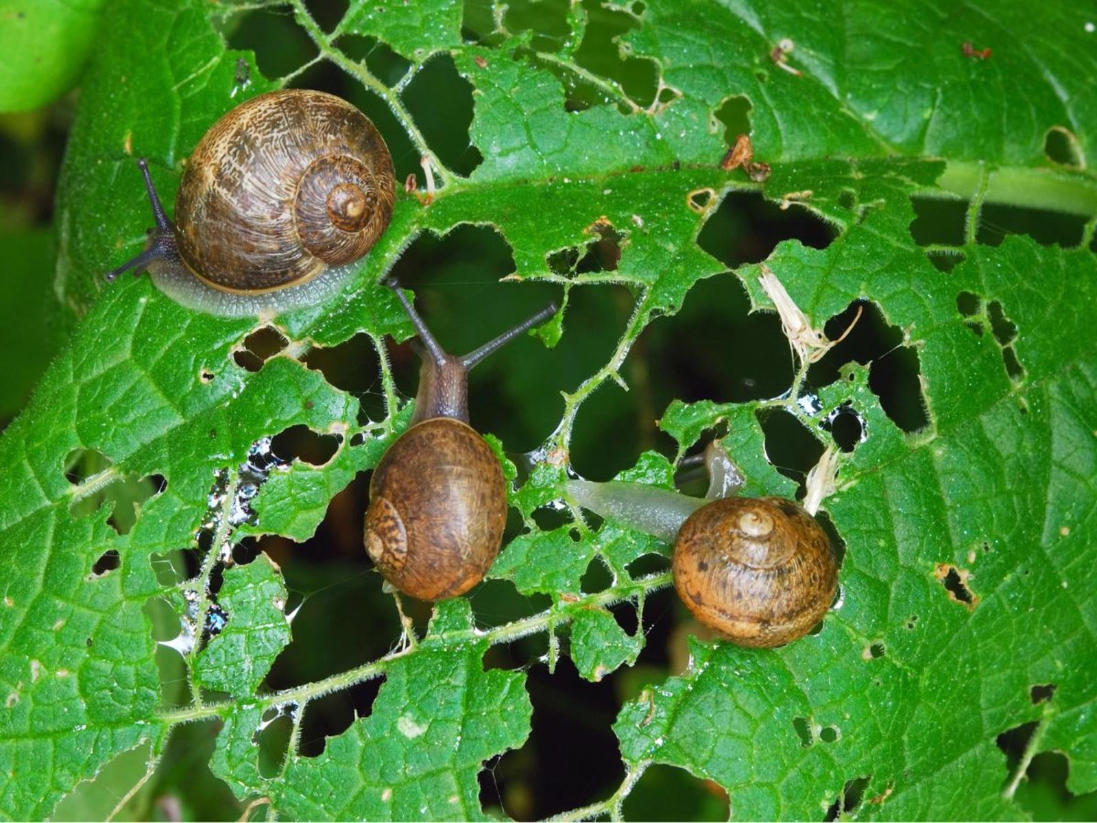 Limaces et escargots du jardin