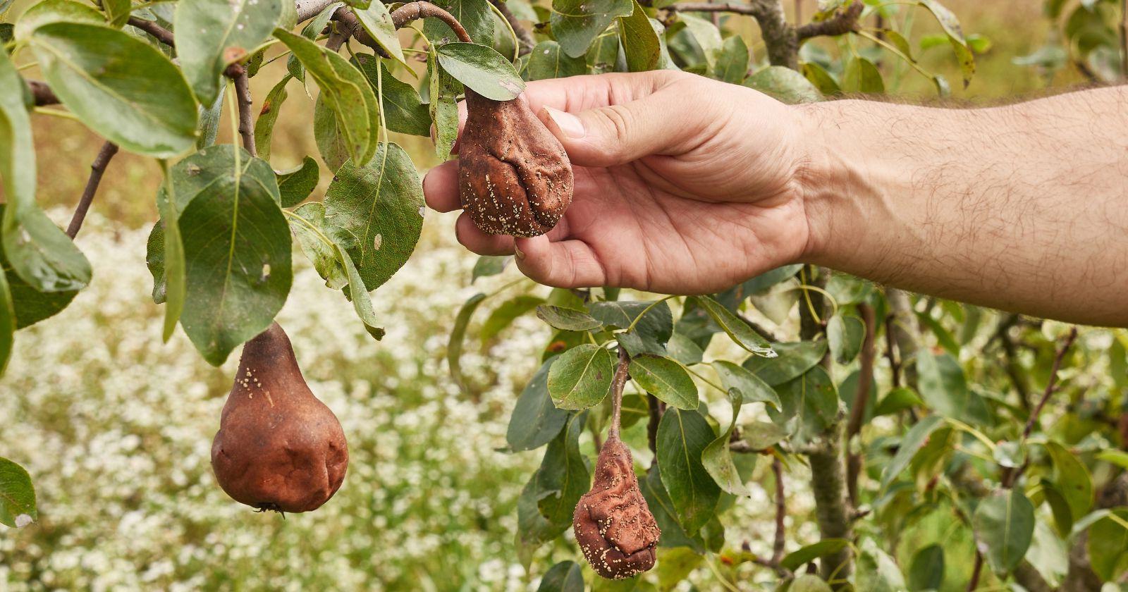 Ne cueillez jamais ces fruits pourrissants sur votre arbre
