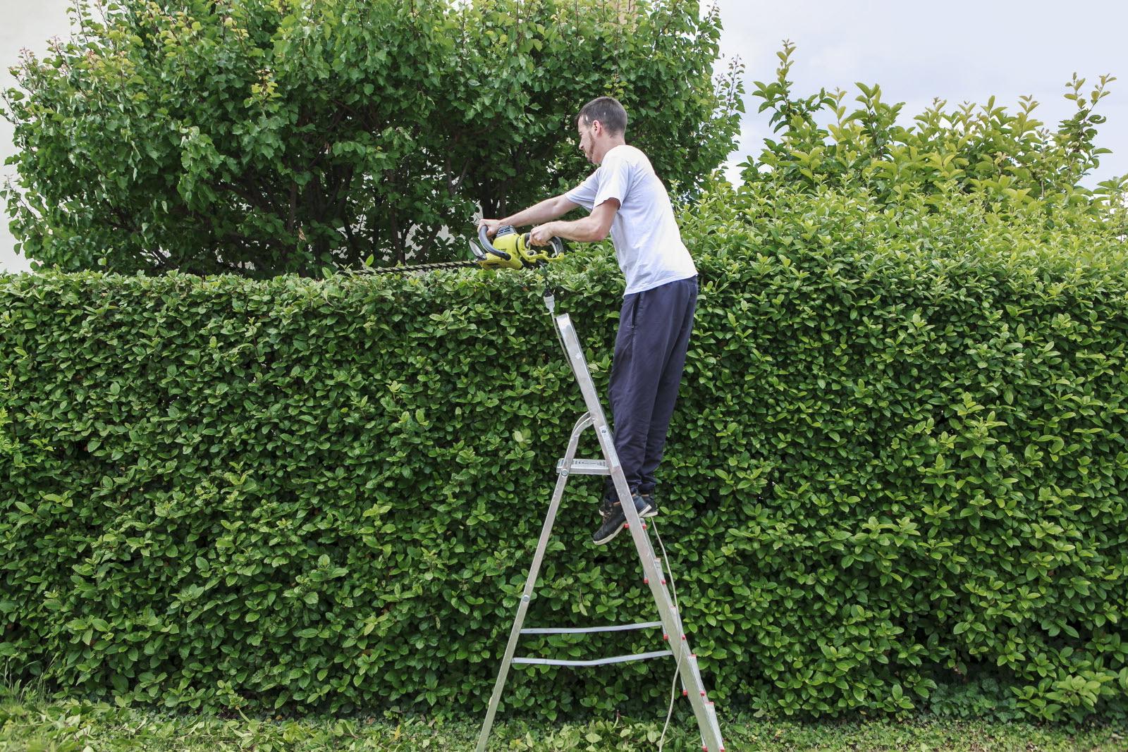 Responsabilité du jardin