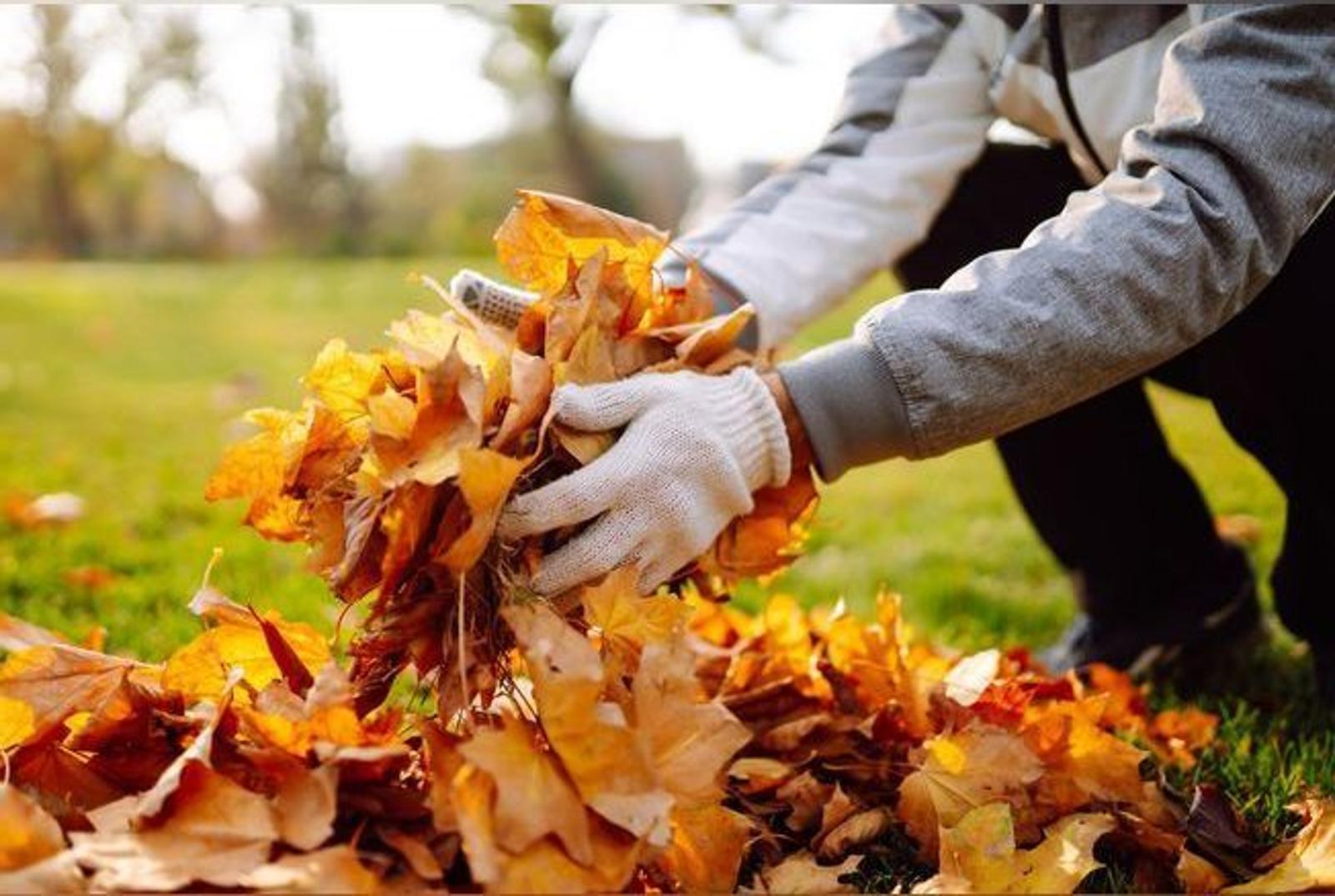 Révolutionnez votre jardin avec ces 2 méthodes inédites pour recycler les feuilles mortes