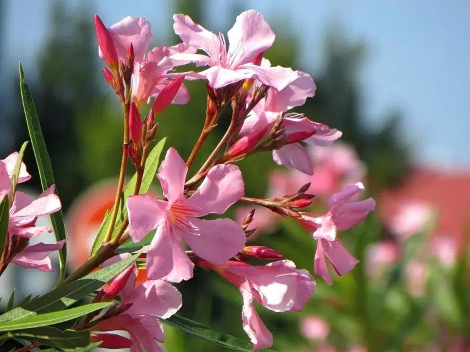Stop aux lauriers roses négligés