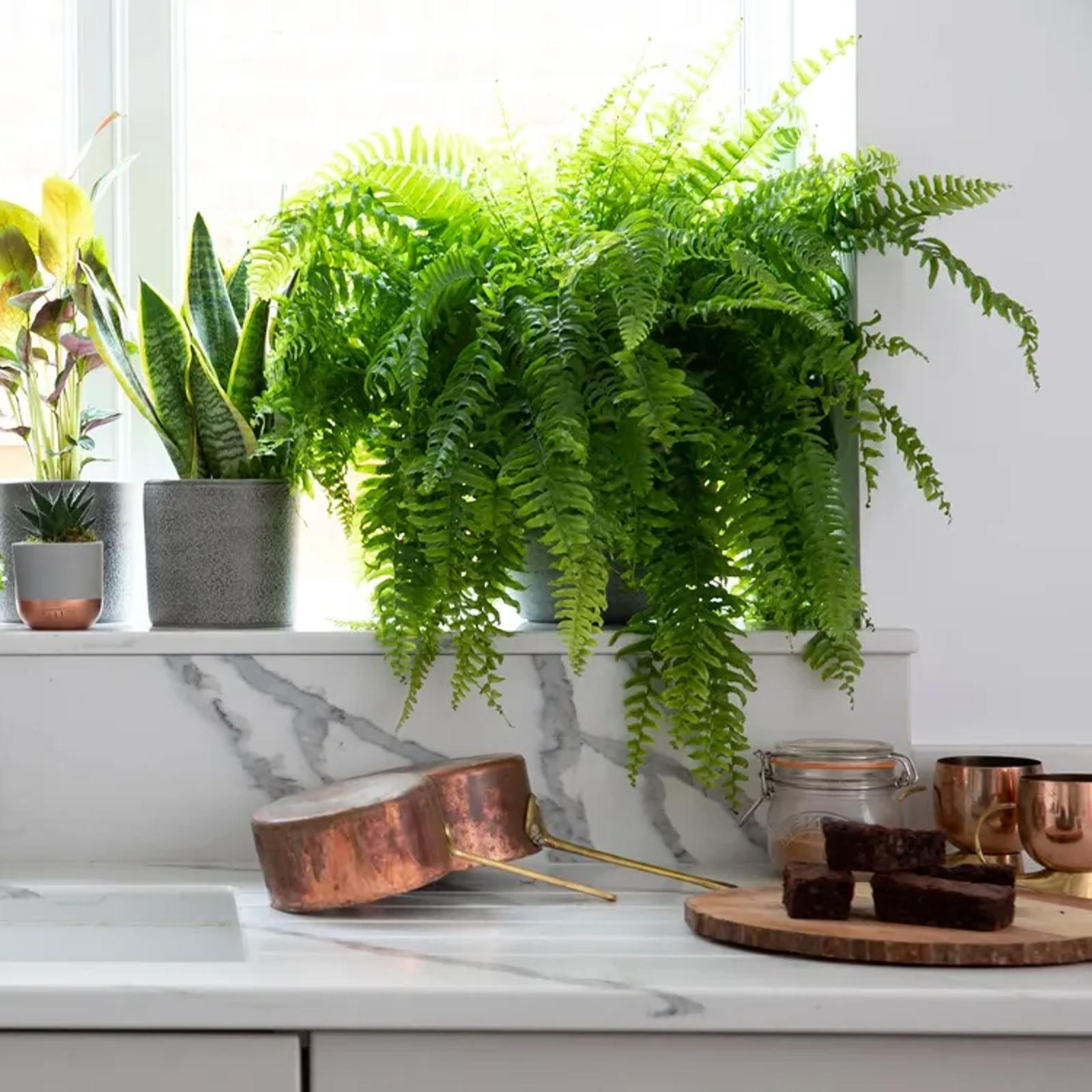 combattre l humidité chez vous avec ces 3 plante
