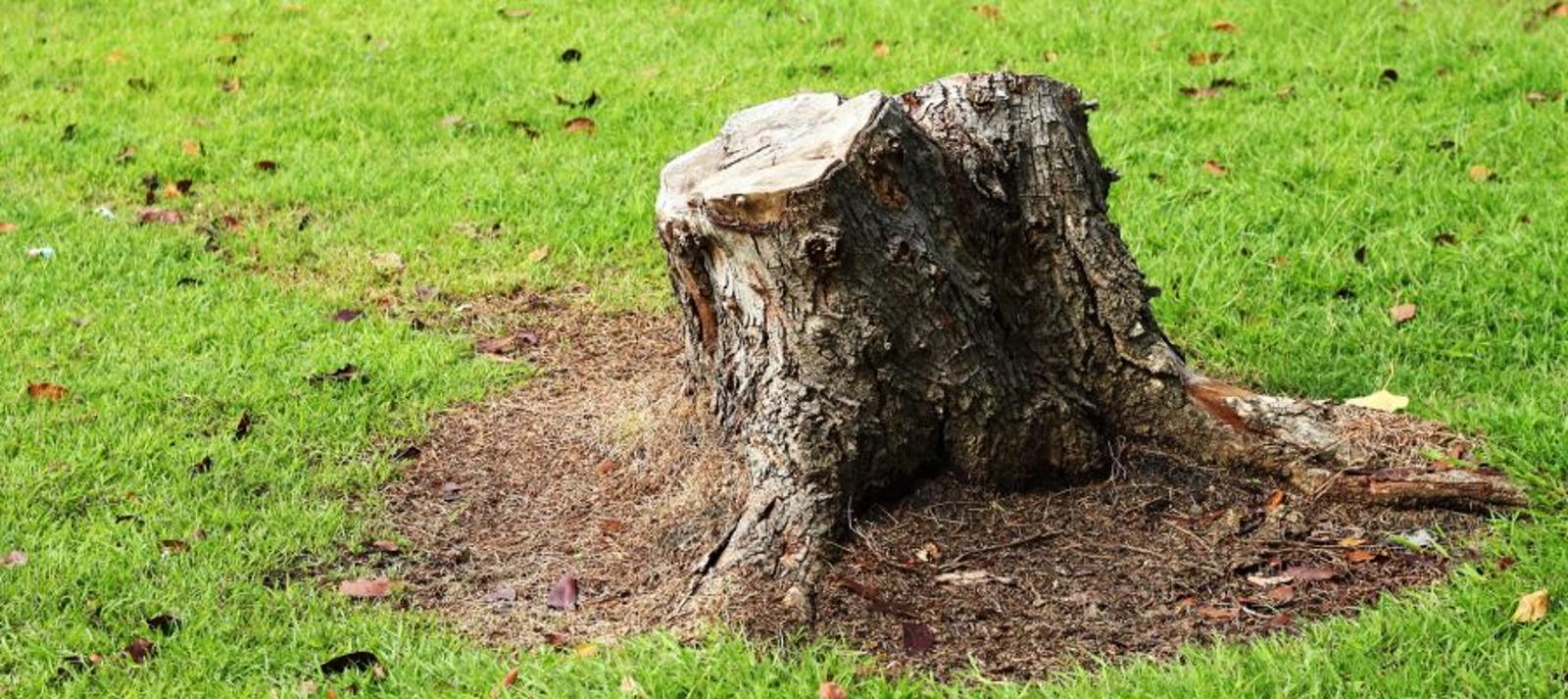 éliminez une souche d'arbre