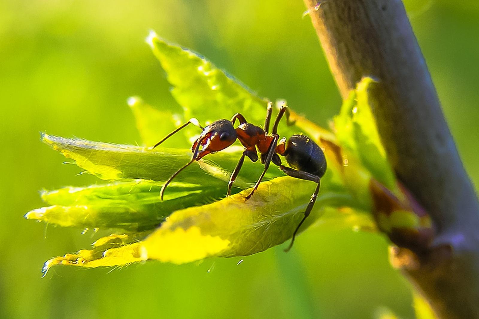 fourmi au potager