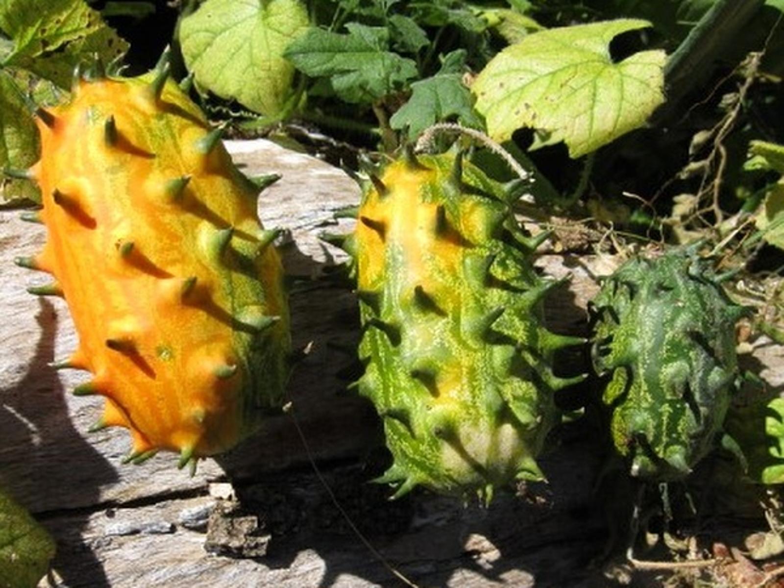 kiwano