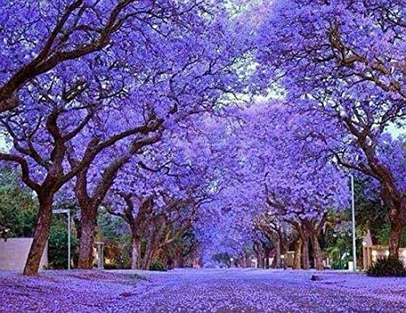pourquoi le Paulownia prend d'assaut les jardins français