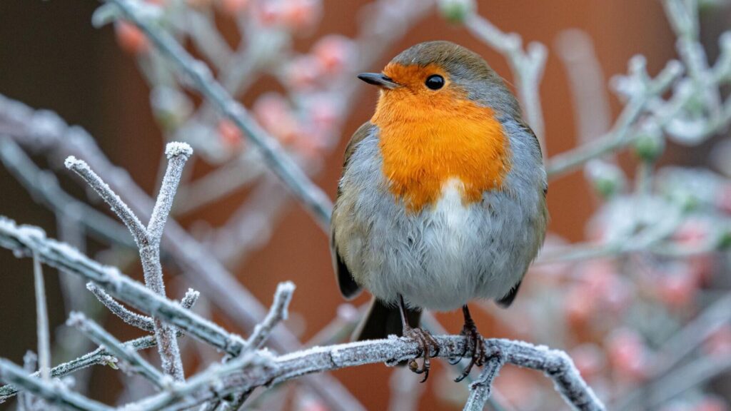 rouge-gorge cet hiver