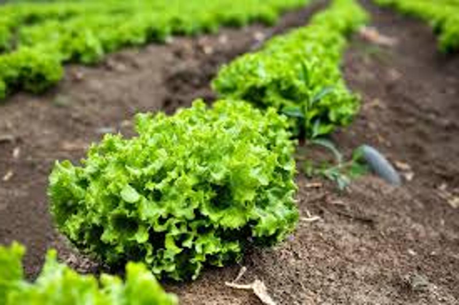 variétés de salade d'hiver
