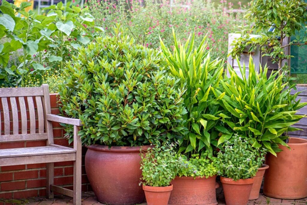 Ces plantes à feuillage persistant qui résistent à tout