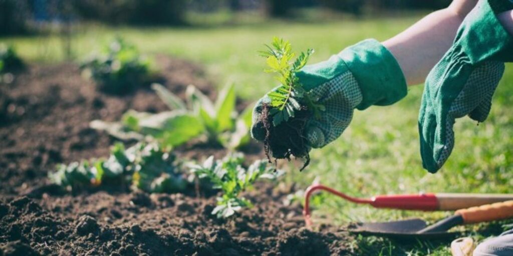 Comment booster votre potager en décembre