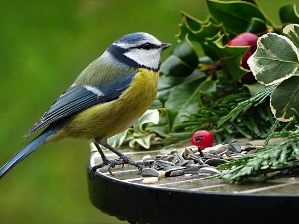 Comment devenir l'ami des oiseaux en hiver