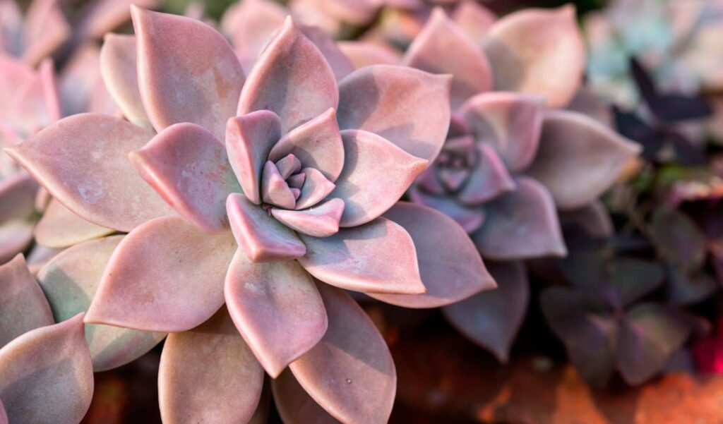 Garder vos succulentes resplendissantes en hiver